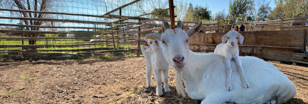 Imagen de Granja Educativa Lonquén